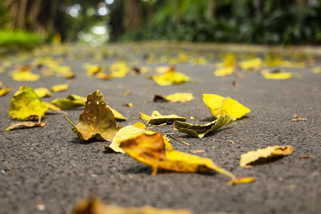 一叶知秋广州的天气也开始变凉了要入秋了吧