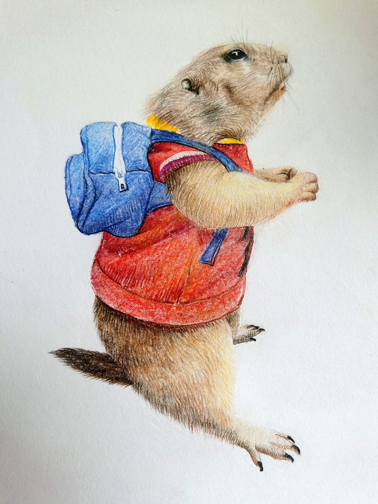 彩铅土拨鼠