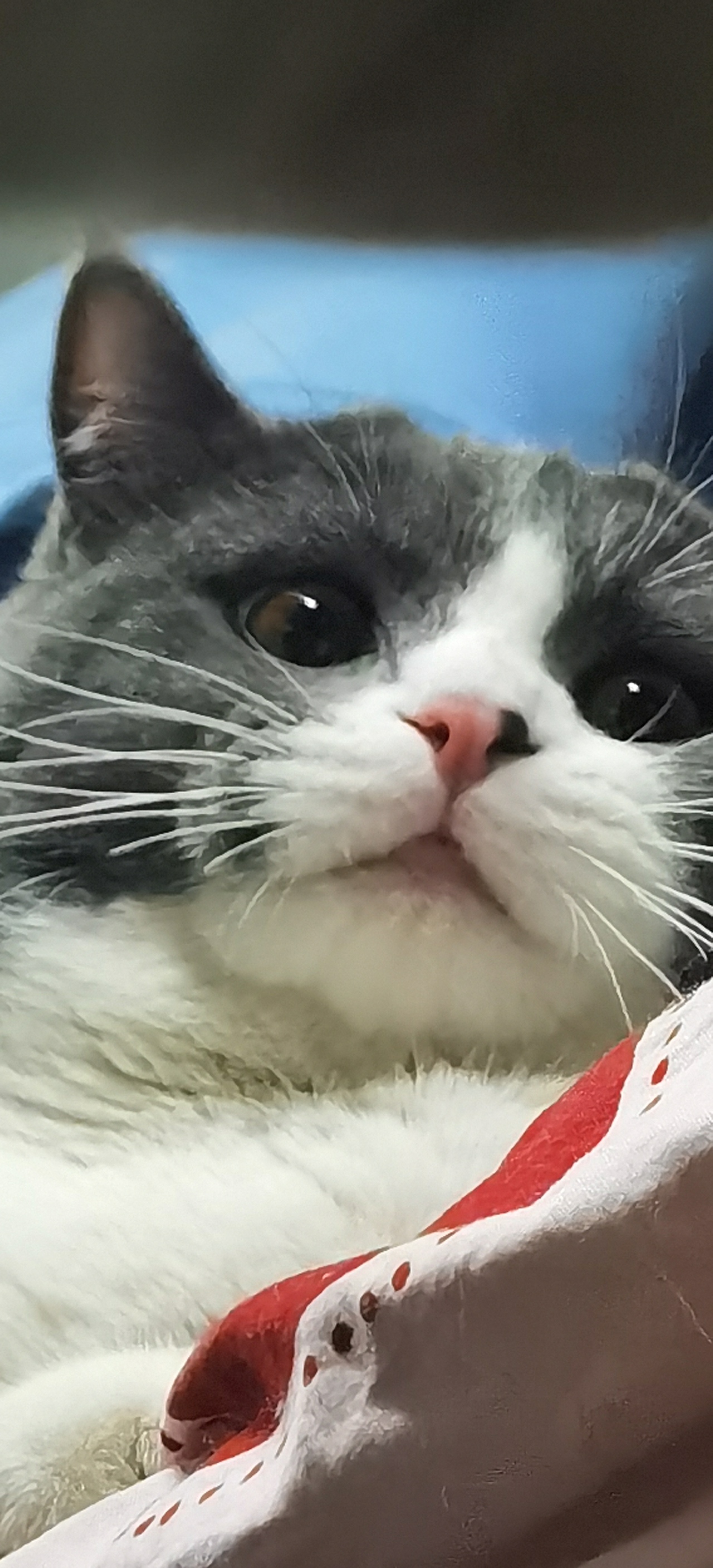 猫咪：迷路 它主人给它起的奇怪名字（有够离谱的-~-）（图ZMjg2MDU5NjY0） - 宠物摄影 - 站酷设计师咕噜轱辘肉原创素材 - 站酷ZCOOL