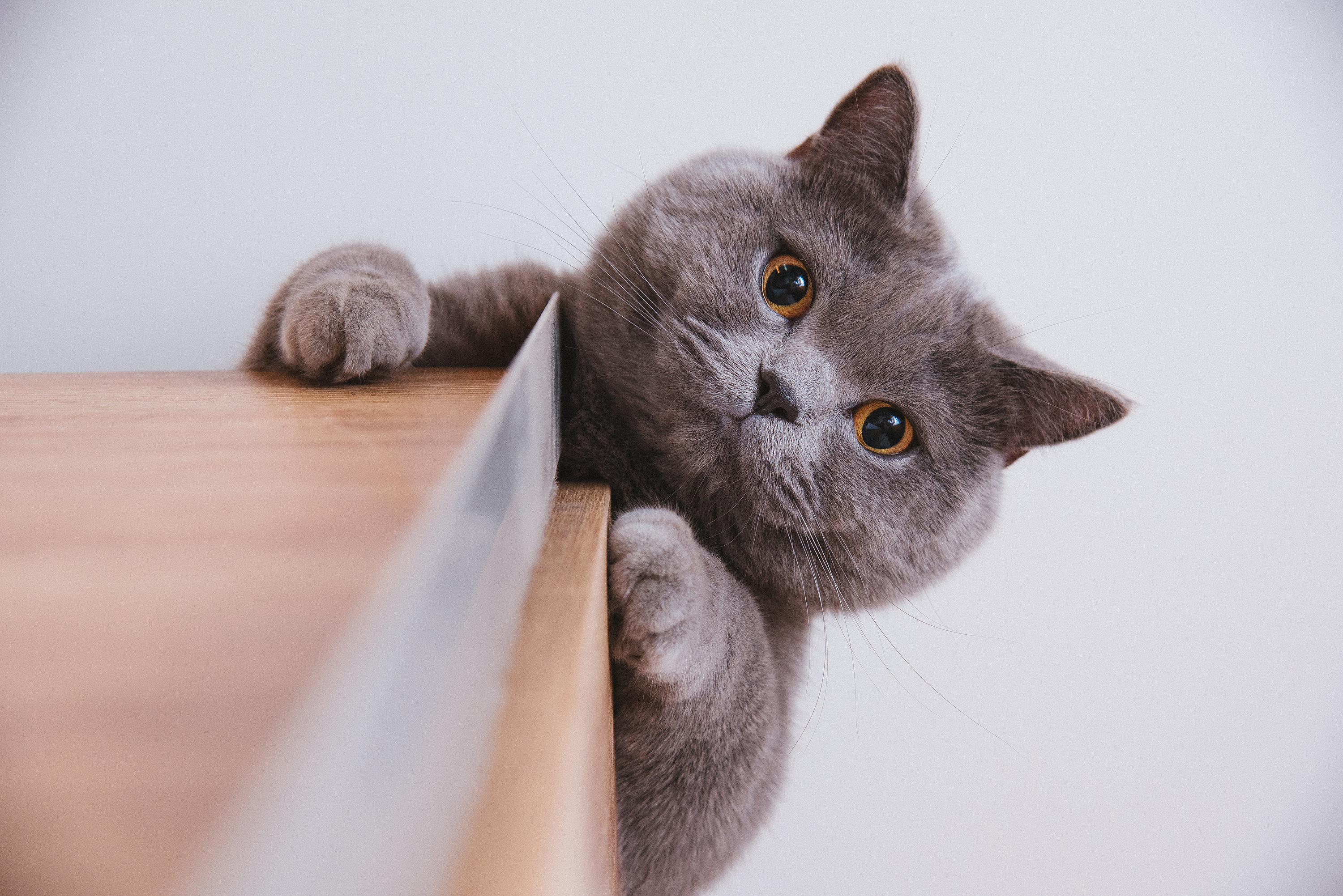 FXQ倩的个人主页（封面预览） - 主页封面设置 - 站酷设计师FXQ倩原创素材 - 站酷ZCOOL