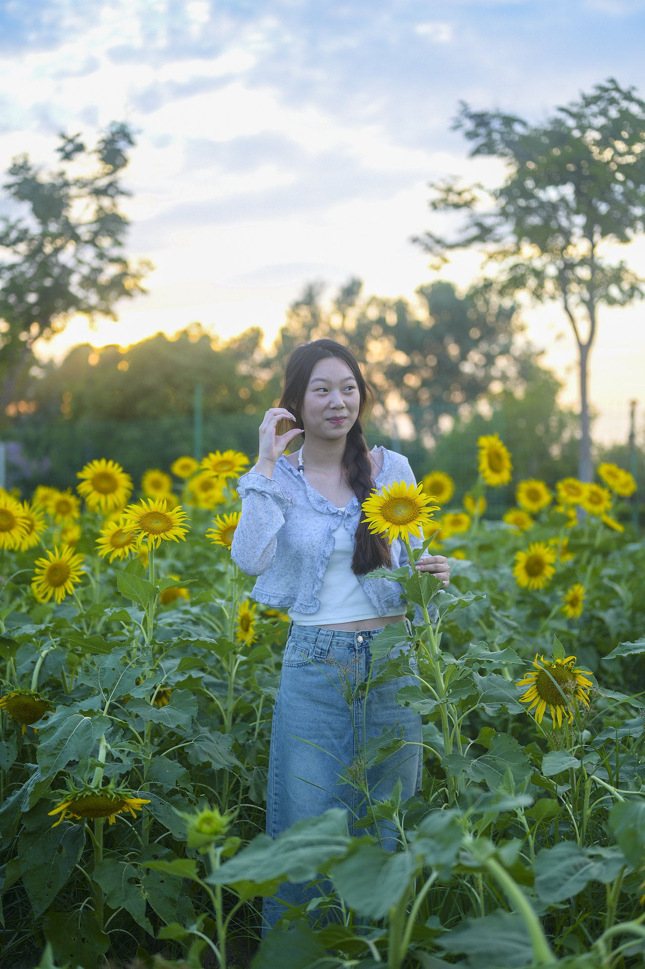 被这一片向日葵治愈🌻