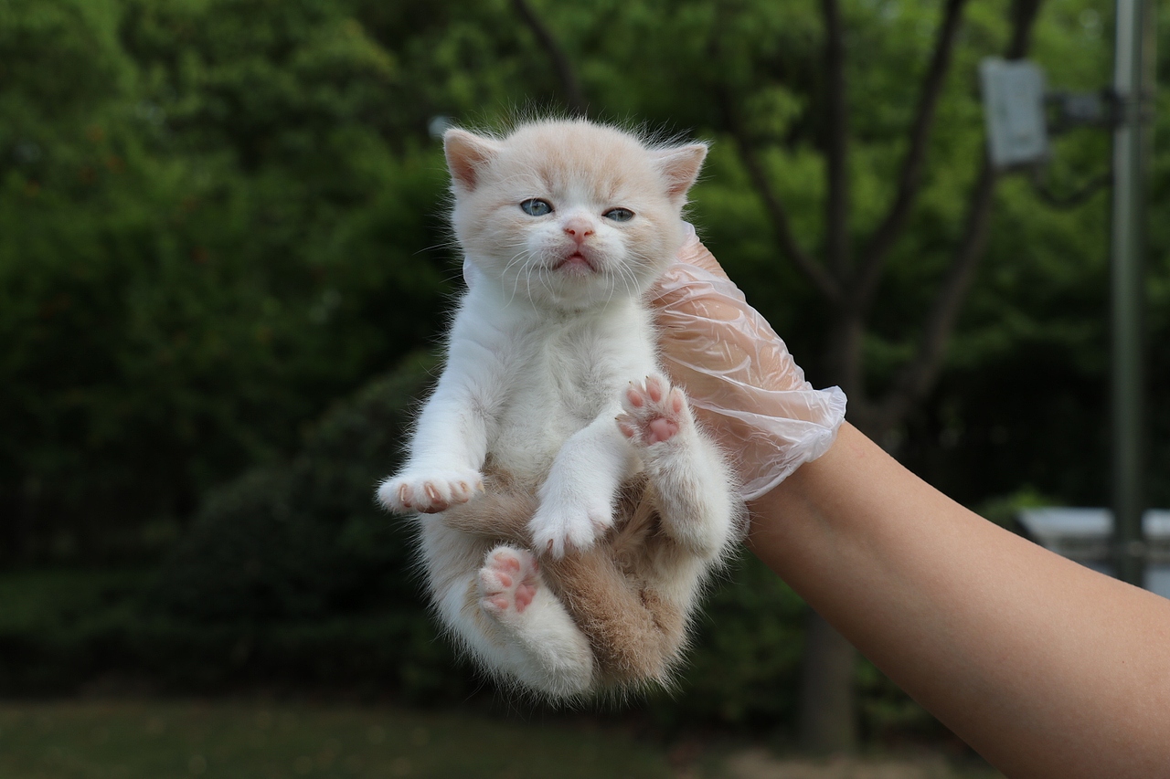 英国短毛猫 黄色 0502英短-乳白公-蛋黄-27day410g