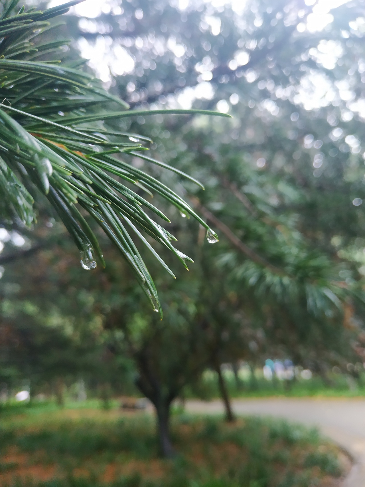 下雨天和虫子更配哦