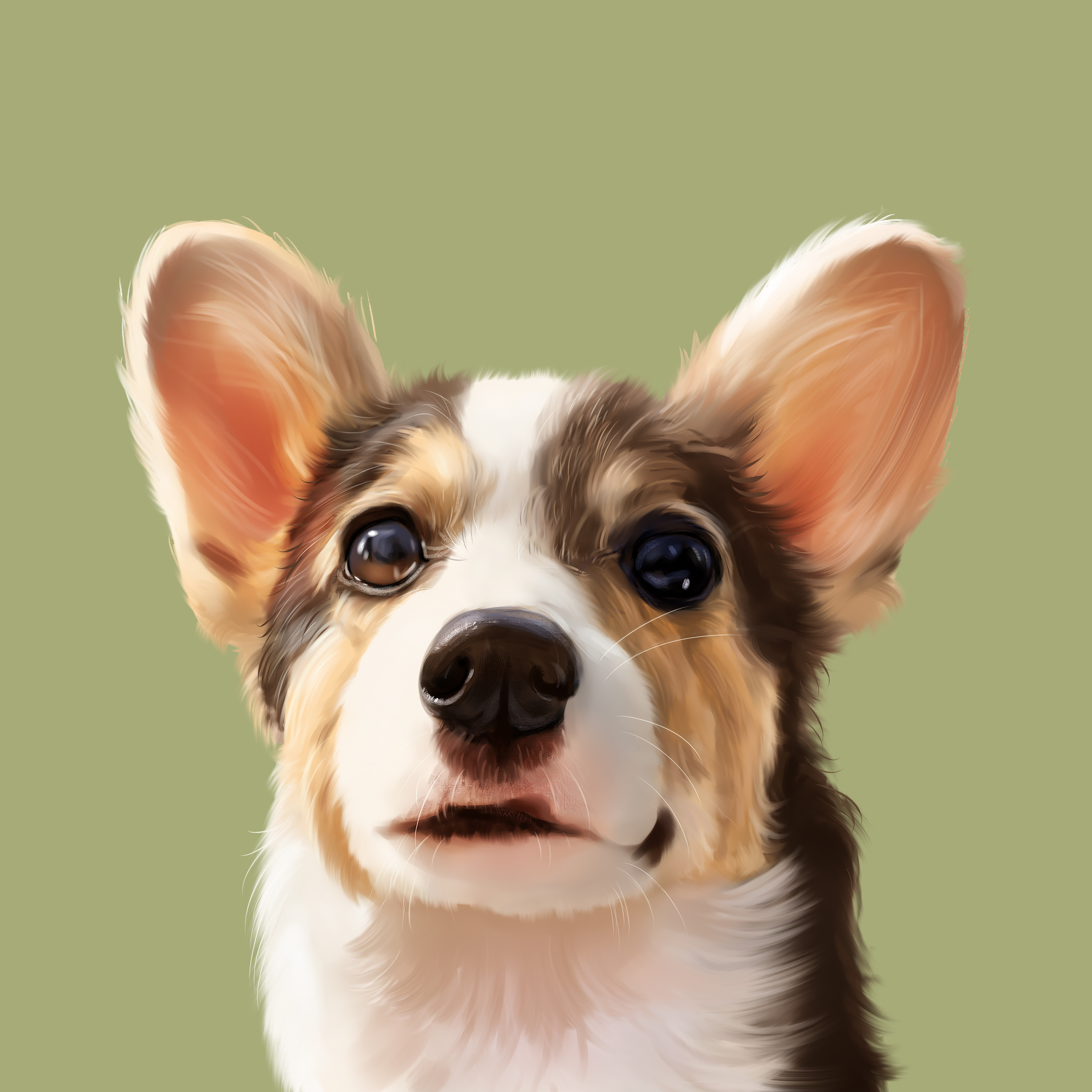 柯基小短腿宠物手绘宠物头宠物插画手绘约稿