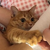 _喵三三的头像
