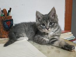 小猫