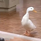 热心烤鸡的头像