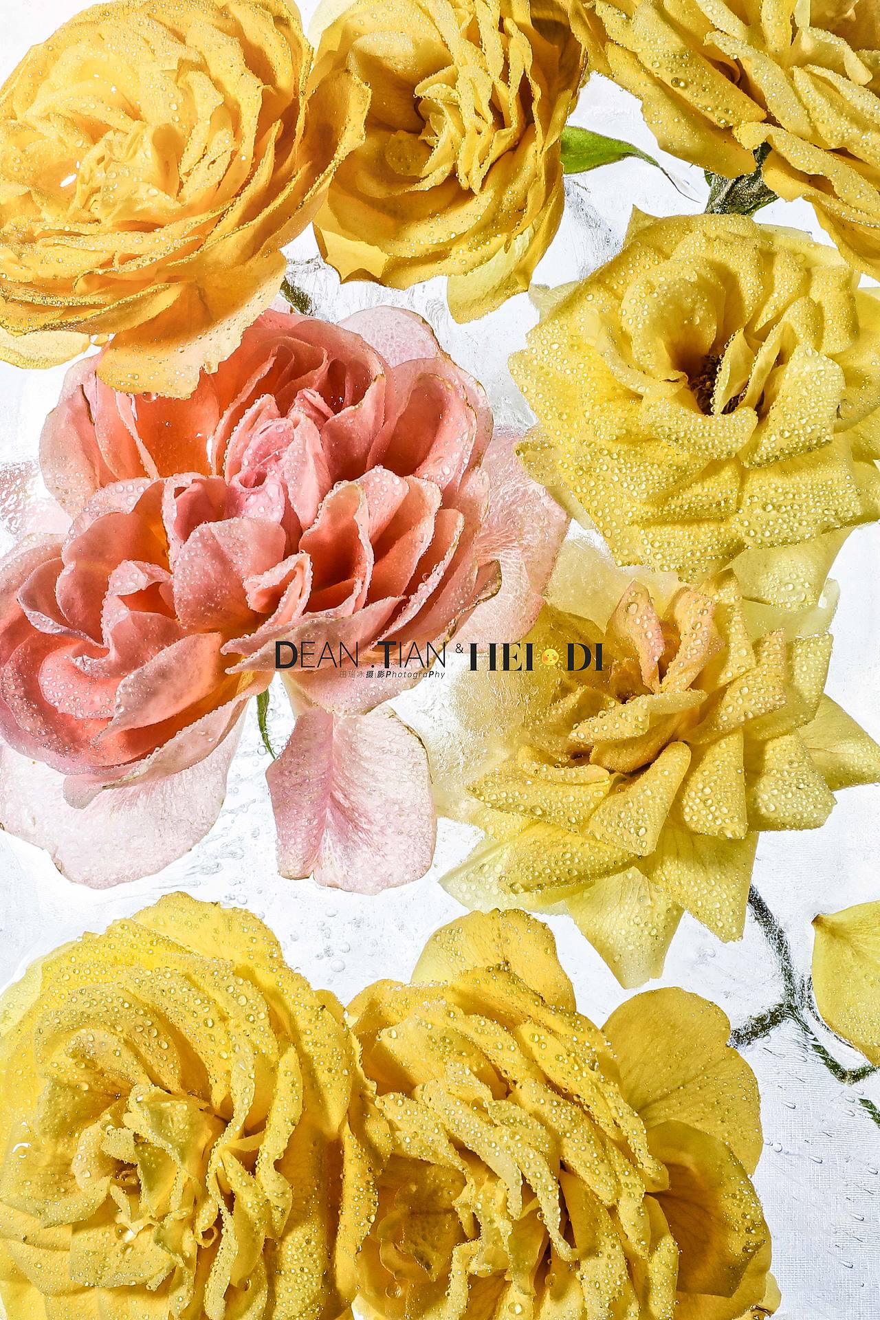 【DT田瑞冰摄影】ice flower 冰花