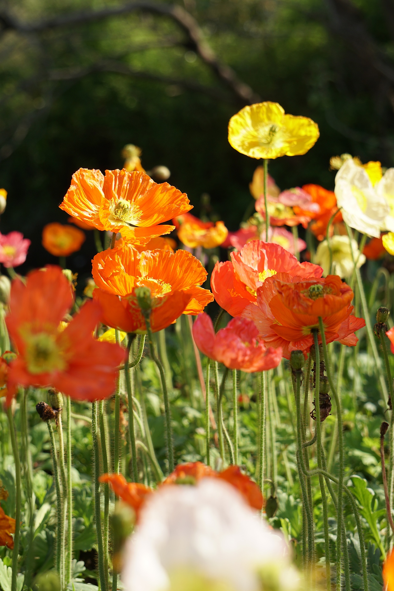 四月份的杭州 繁花似锦