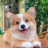 用户头像