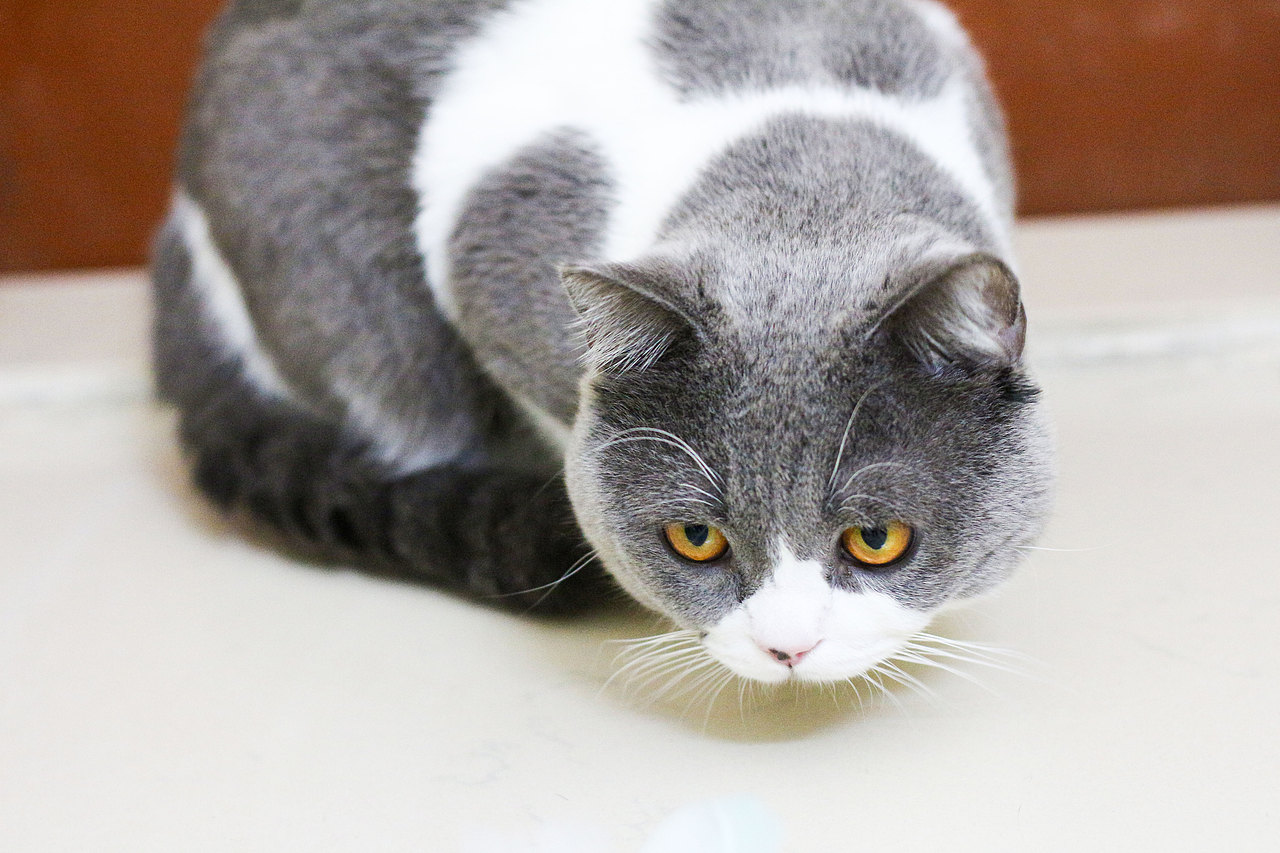 拍摄猫咪(还是那只猫咪)