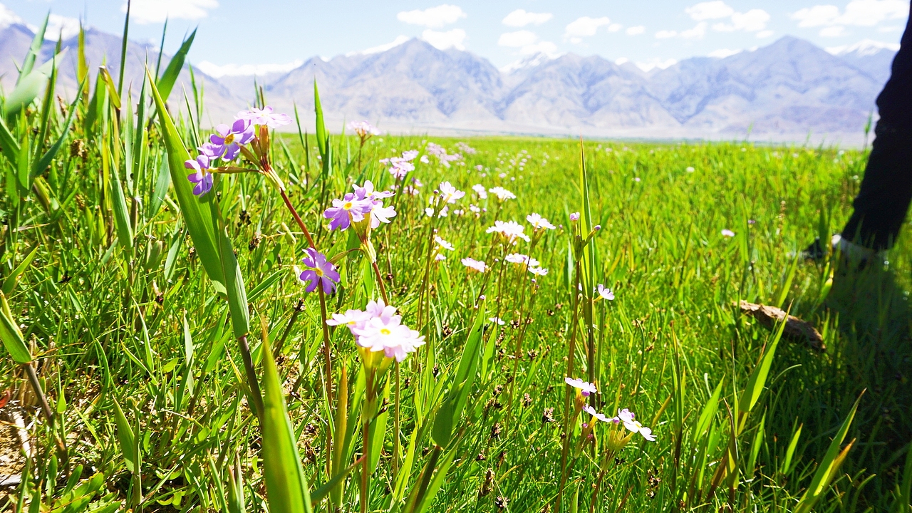 去新疆塔县，和塔吉克族的弟弟们一起抓鱼（图ZMTY2NDkyMTI0） - 人文/纪实摄影 - 站酷设计师keke奇遇记原创素材 - 站酷ZCOOL