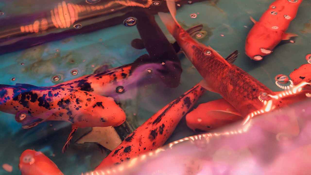 我把你触手可及的容颜谱写成余晖的诗（图ZMTAwMDQyMTcy） - 人像摄影 - 站酷设计师ARTLee小杰原创素材 - 站酷ZCOOL