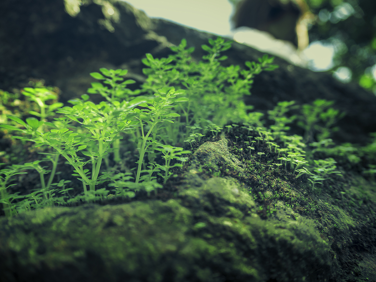 微森林——摄影作品分享