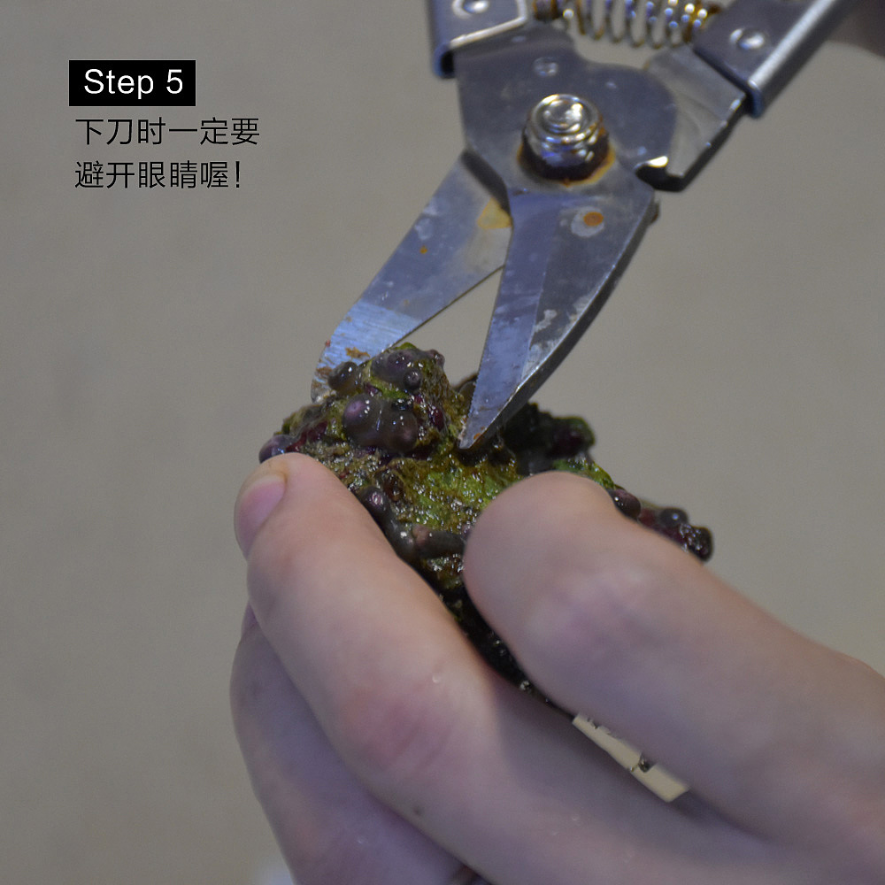 珊瑚是怎么生（fen）娃(ge)的（图ZNTE1NjU3MjQ=） - 宠物摄影 - 站酷设计师盛夏回望原创素材 - 站酷ZCOOL
