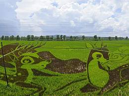 稻田画