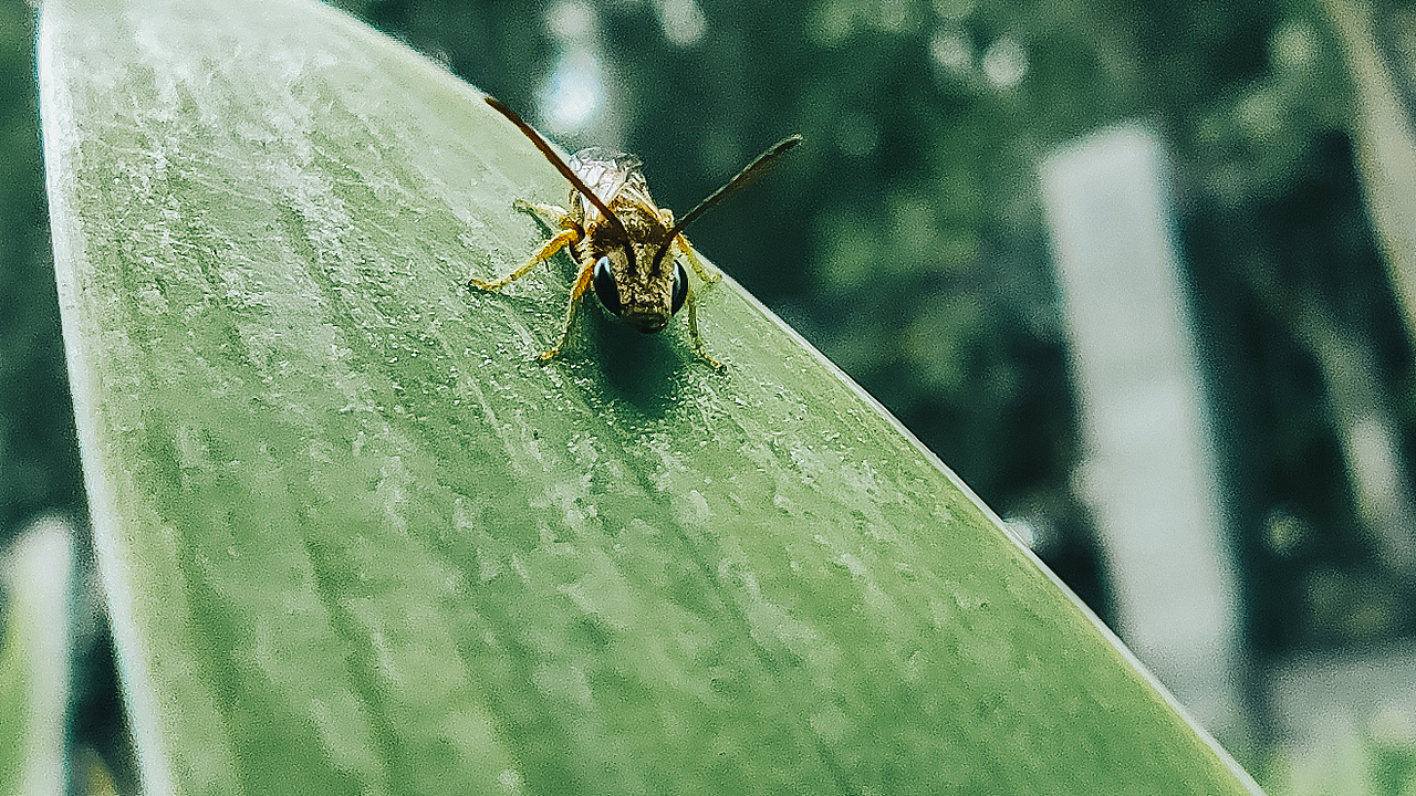 redmi k30 | 2x镜和微距镜头下的花草和昆虫