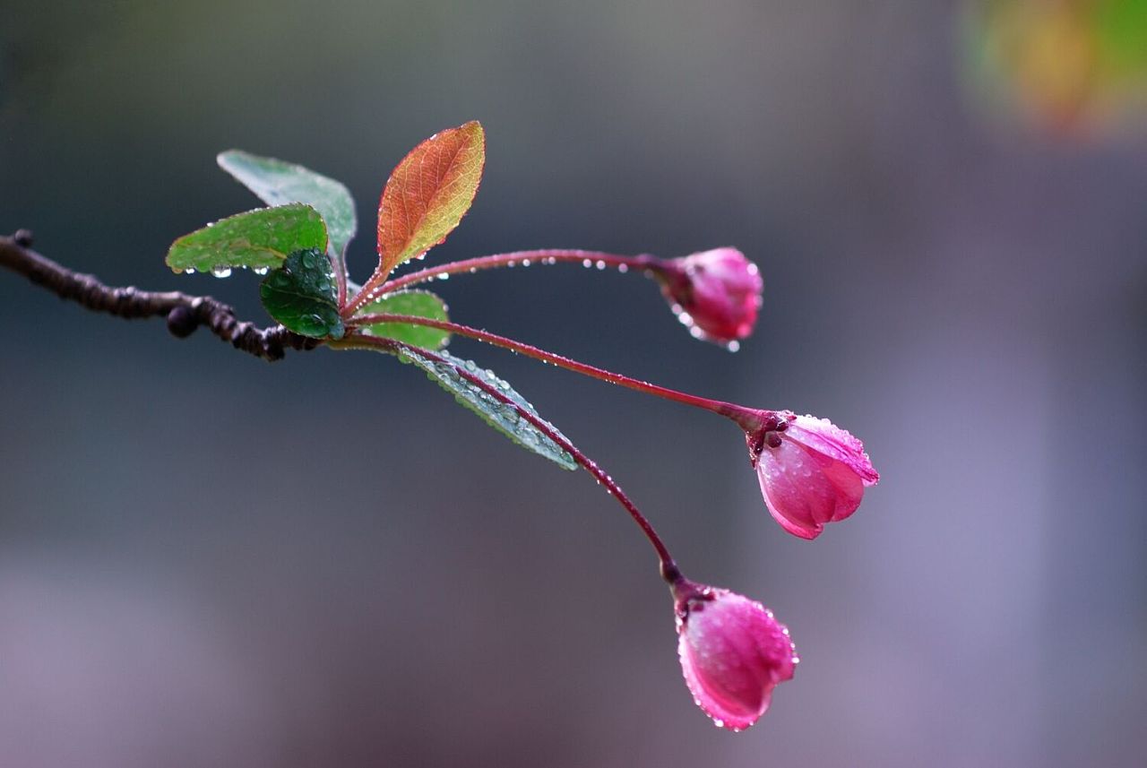 生如夏花之绚烂,死如秋叶之静美 逝去的绚丽 您的