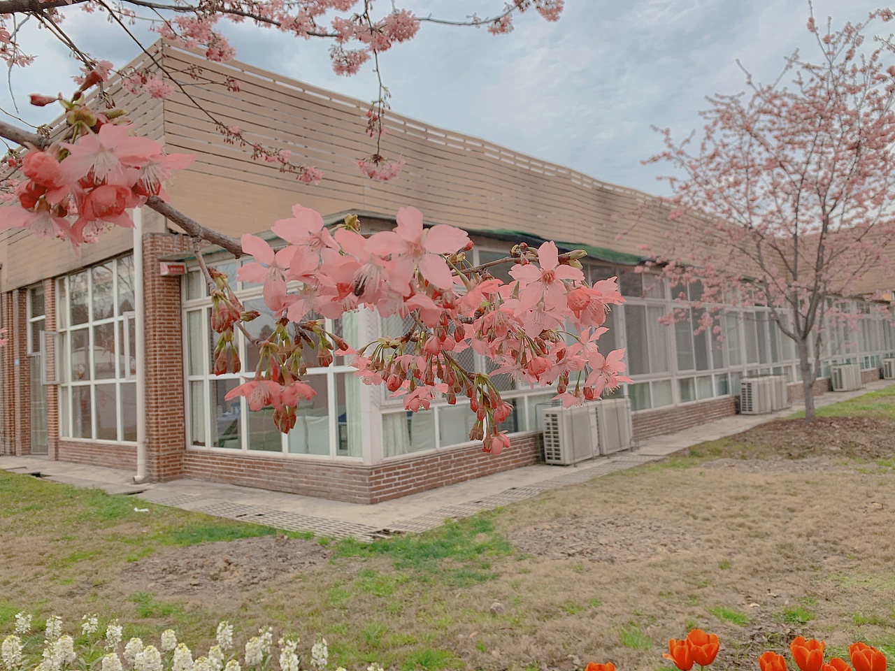 樱花盛开（图ZMjQzMjA3ODUy） - 人像摄影 - 站酷设计师Crystal11gao原创素材 - 站酷ZCOOL