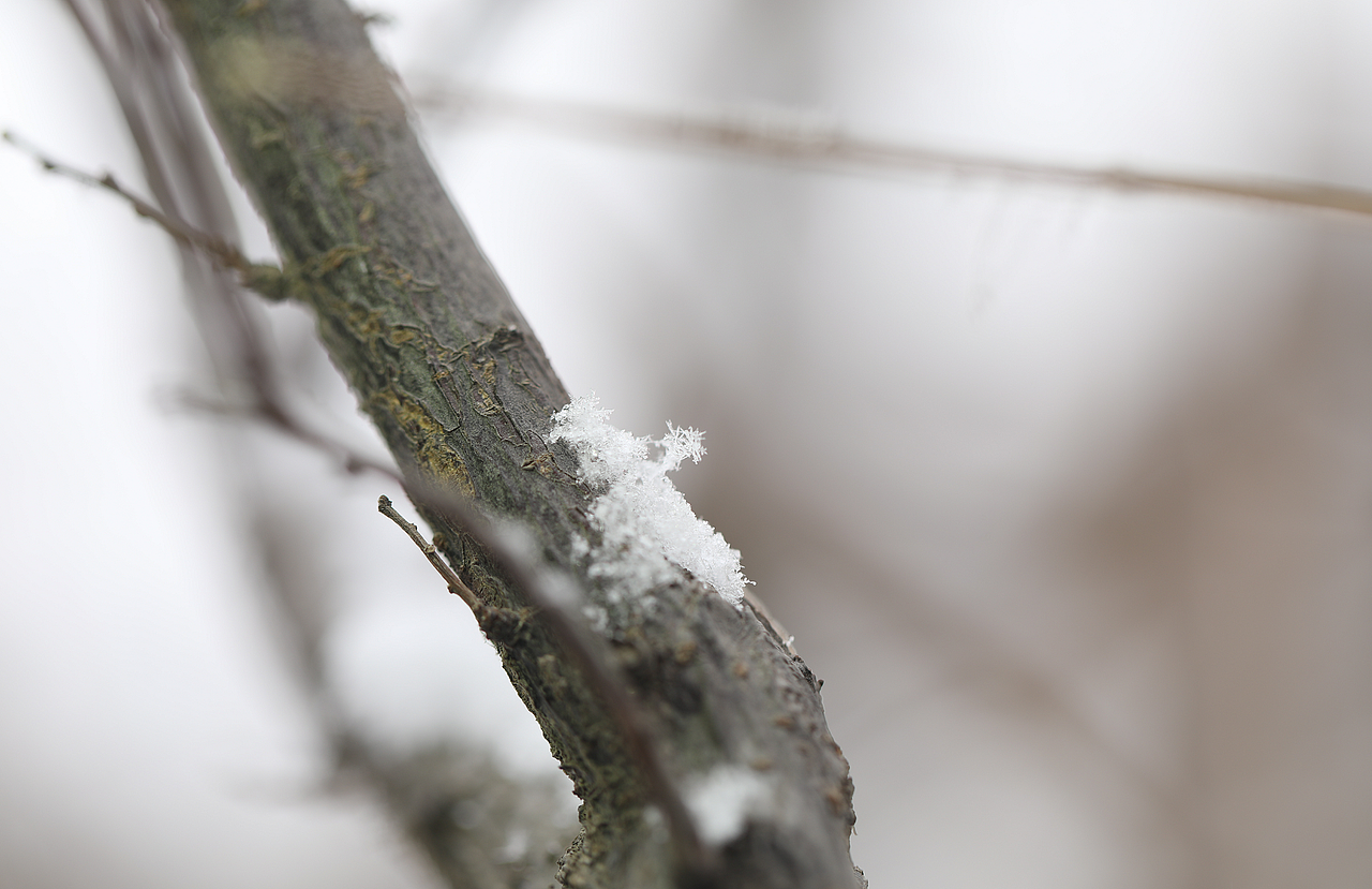 北京的雪(白色情人节)