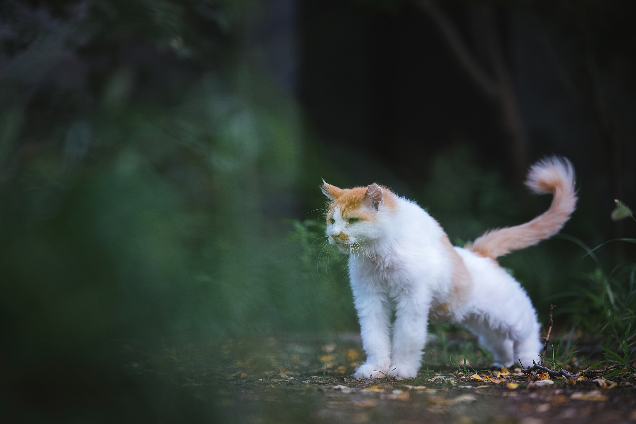 使用佳能eos r5解锁更多猫咪姿势