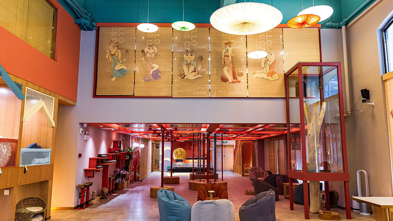 不露猫色沉浸式撸猫馆/品牌设计