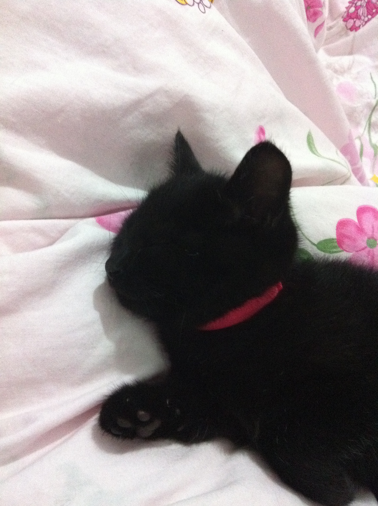 我家的双猫记。。。。(图ZMjU2Mzk5NDg=) - 宠物摄影 - 站酷设计师猫咪枣枣原创素材 - 站酷ZCOOL