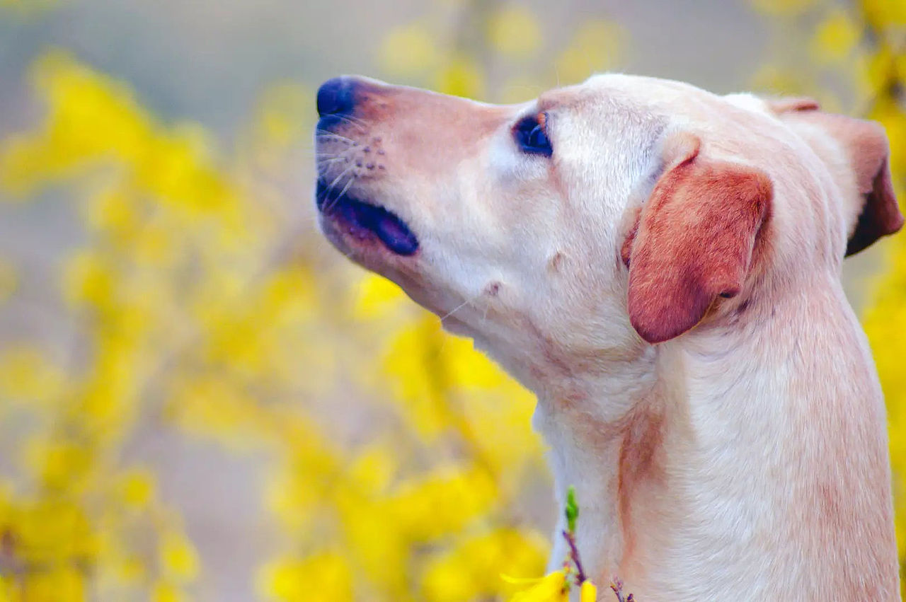 2018宠物合集（图ZMTQ0MDU5MjYw） - 宠物摄影 - 站酷设计师黑猫姐姐原创素材 - 站酷ZCOOL