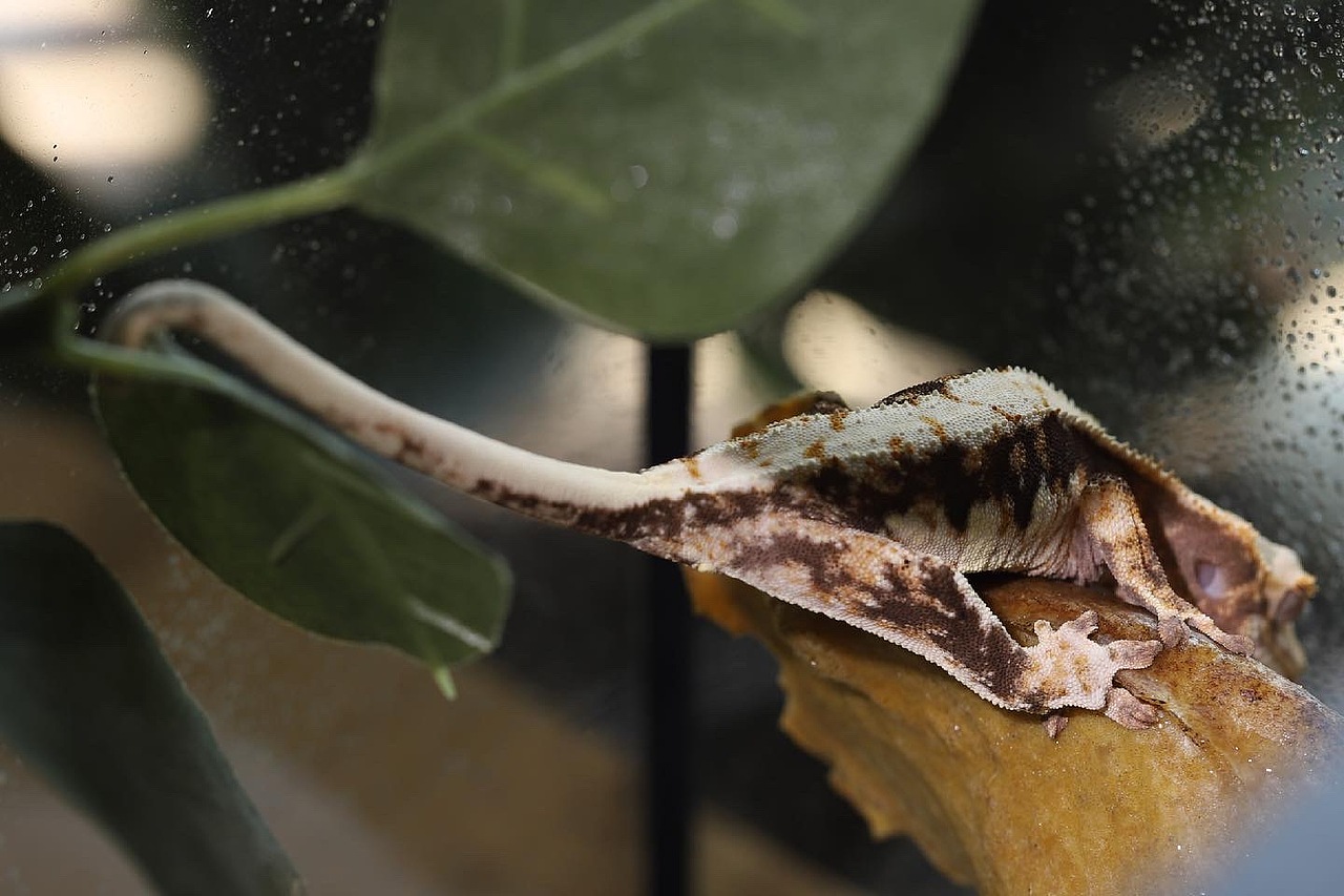 莉莉白3号的日常记录（图ZMjU3OTQwMTMy） - 其他 - 站酷设计师荞麦居士原创素材 - 站酷ZCOOL