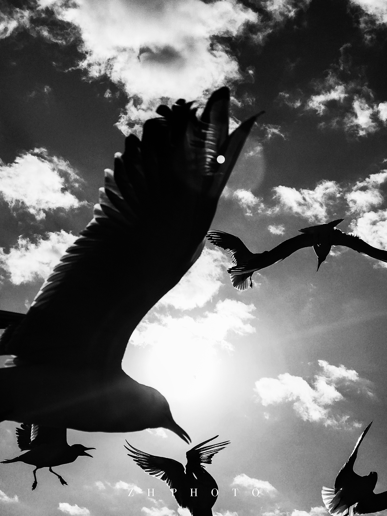 大理红嘴鸥手机拍摄（图ZMTk1NzI3NzM2） - 宠物摄影 - 站酷设计师MM函原创素材 - 站酷ZCOOL