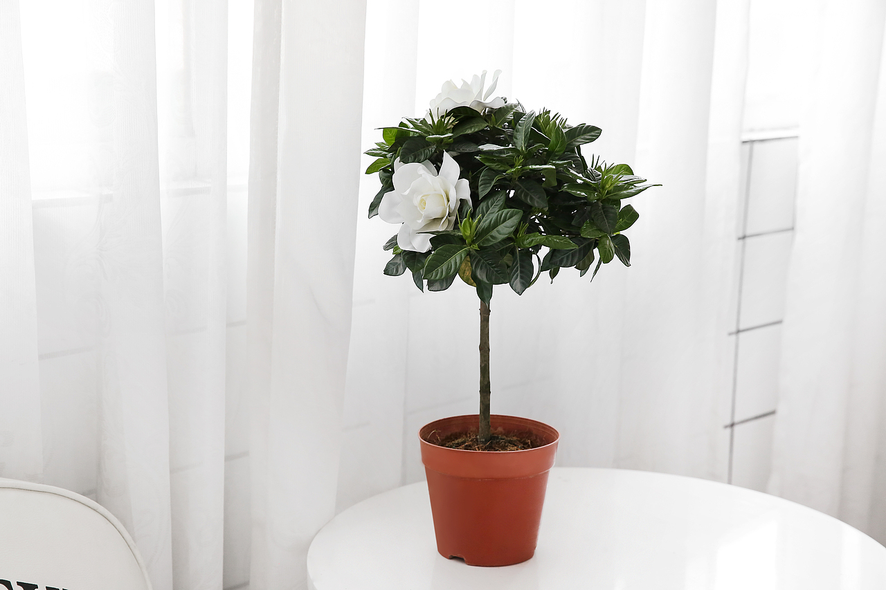 办公室绿植了解一下?