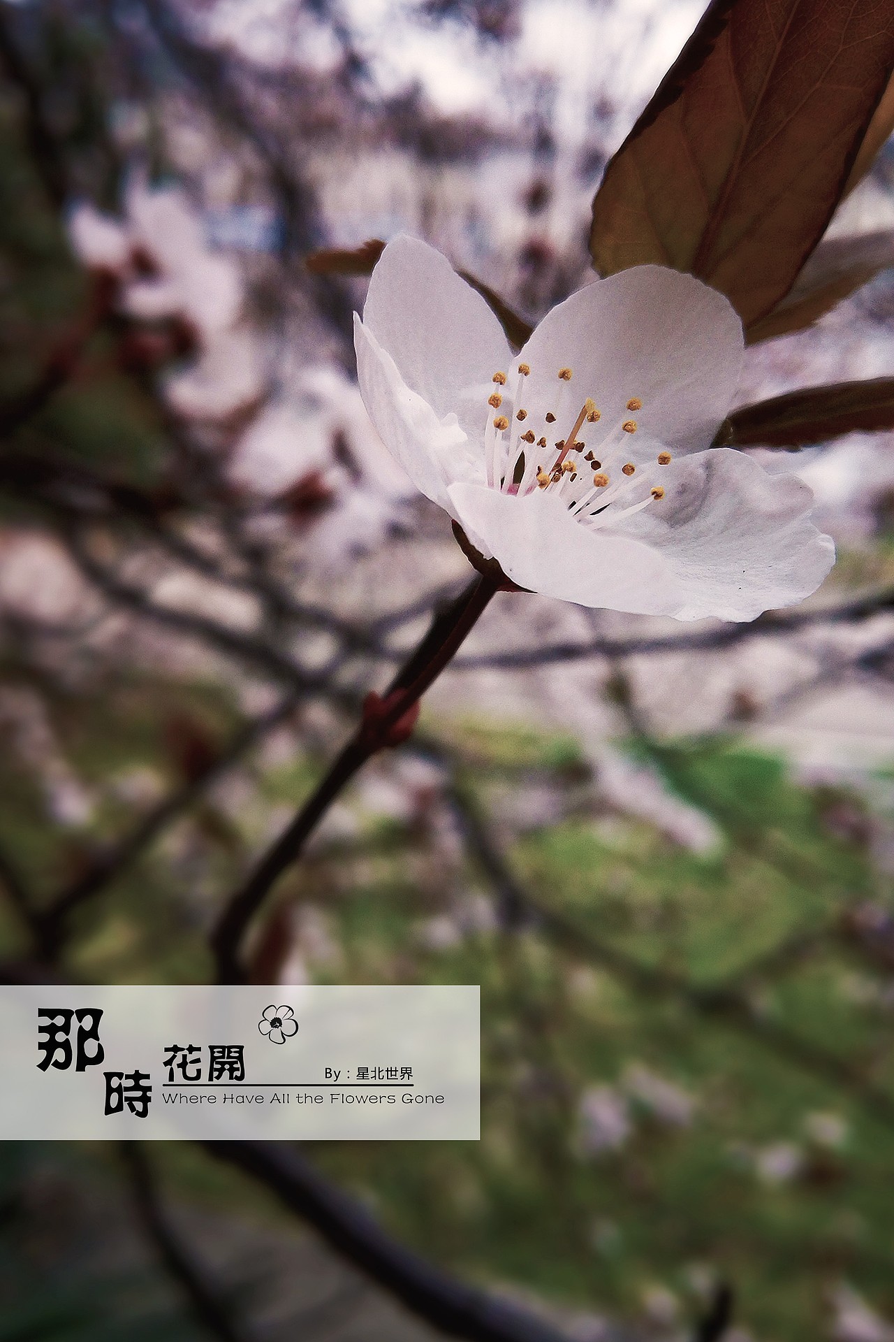 紫叶李——那时花开（一）（图ZNzM2NzM5NDQ=） - 修图/后期 - 站酷设计师星北世界原创素材 - 站酷ZCOOL