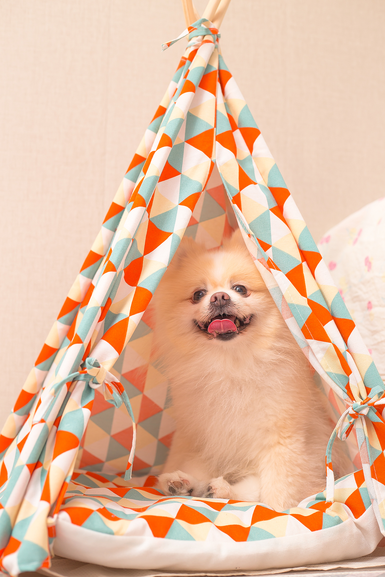 这么热的天,在家撸狗不好嘛