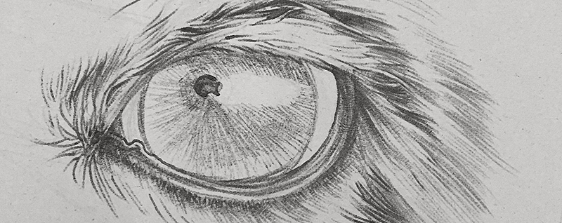 圆珠笔画猫科动物（图ZNDY4NTY2NTI=） - 艺术插画 - 站酷设计师BIUBIU已经被注册原创素材 - 站酷ZCOOL