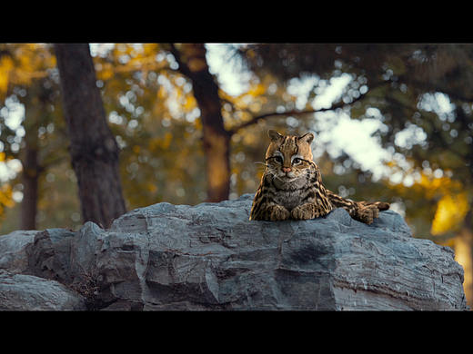 豹猫兄弟三更啦！ 