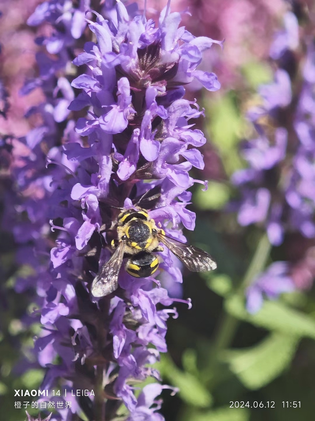 植物与昆虫朋友们！