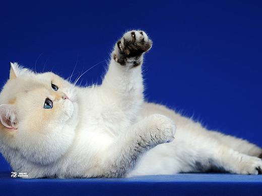 猫咪不正经起来有多正经