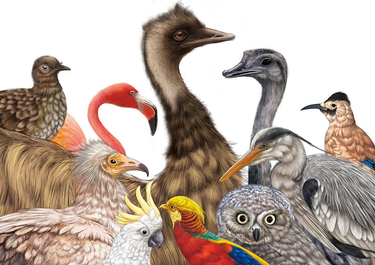 科普插画 长隆动物世界鸟类大合集（图ZMjg4OTM3MTEy） - 绘本 - 站酷设计师白廷原创素材 - 站酷ZCOOL