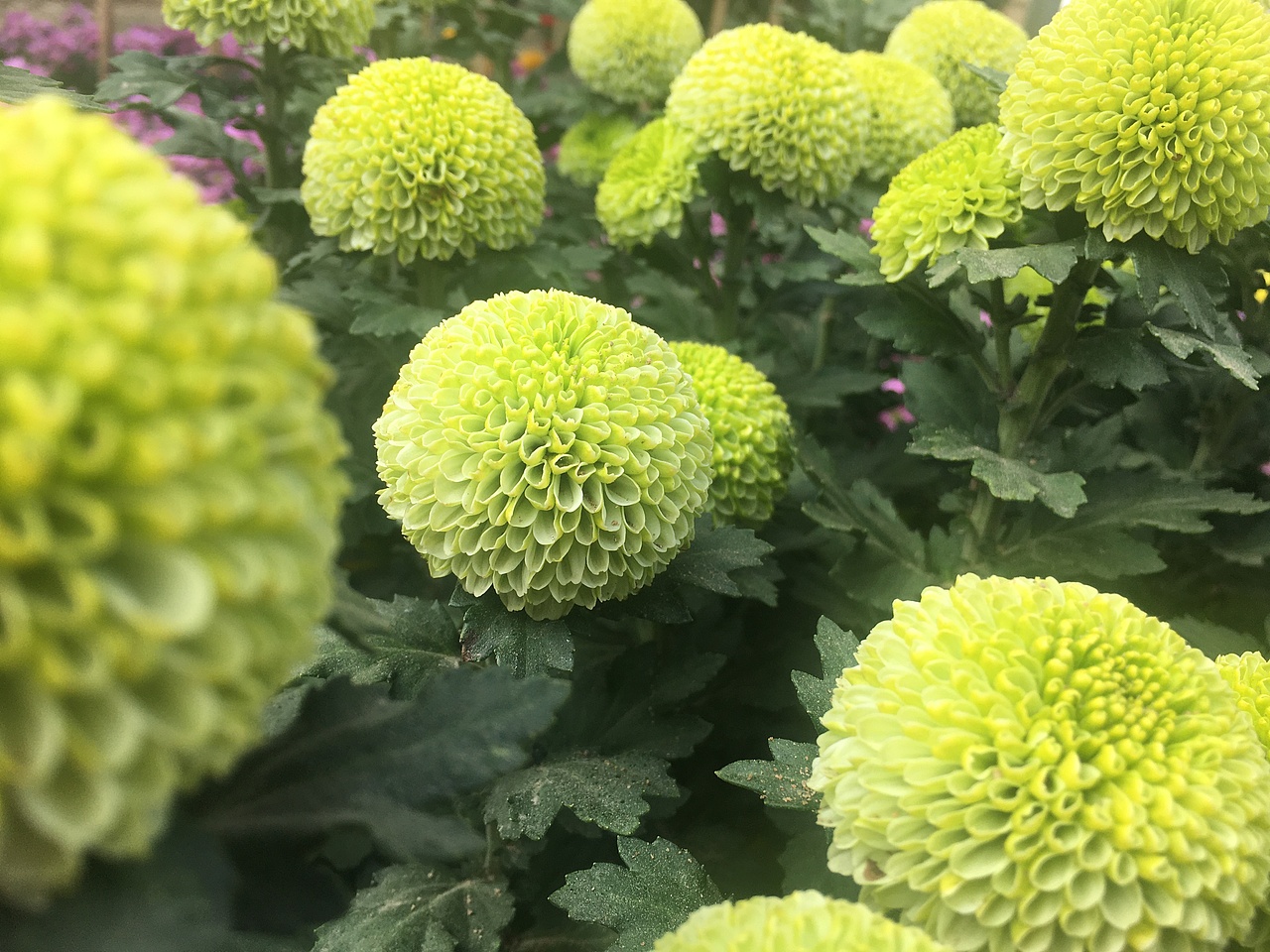 花朵（图ZMjE2MjY3MTQw） - 风光摄影 - 站酷设计师葡萄嗷嗷原创素材 - 站酷ZCOOL