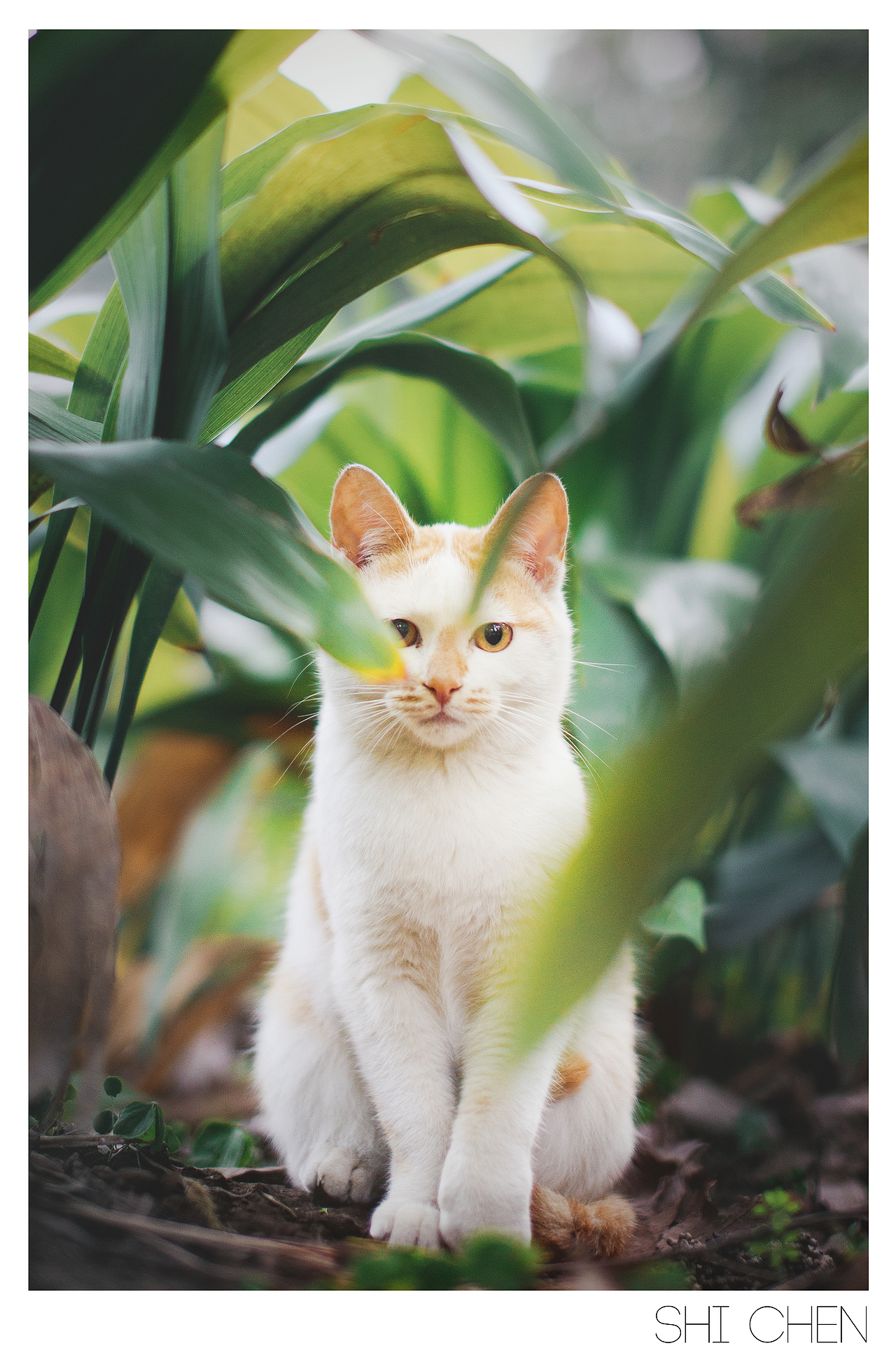 一组校园小清新（图ZMTkxMTMwMDA=） - 风光摄影 - 站酷设计师zhzxsc原创素材 - 站酷ZCOOL