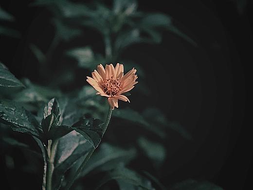 苏金儿摄影作品（植物）