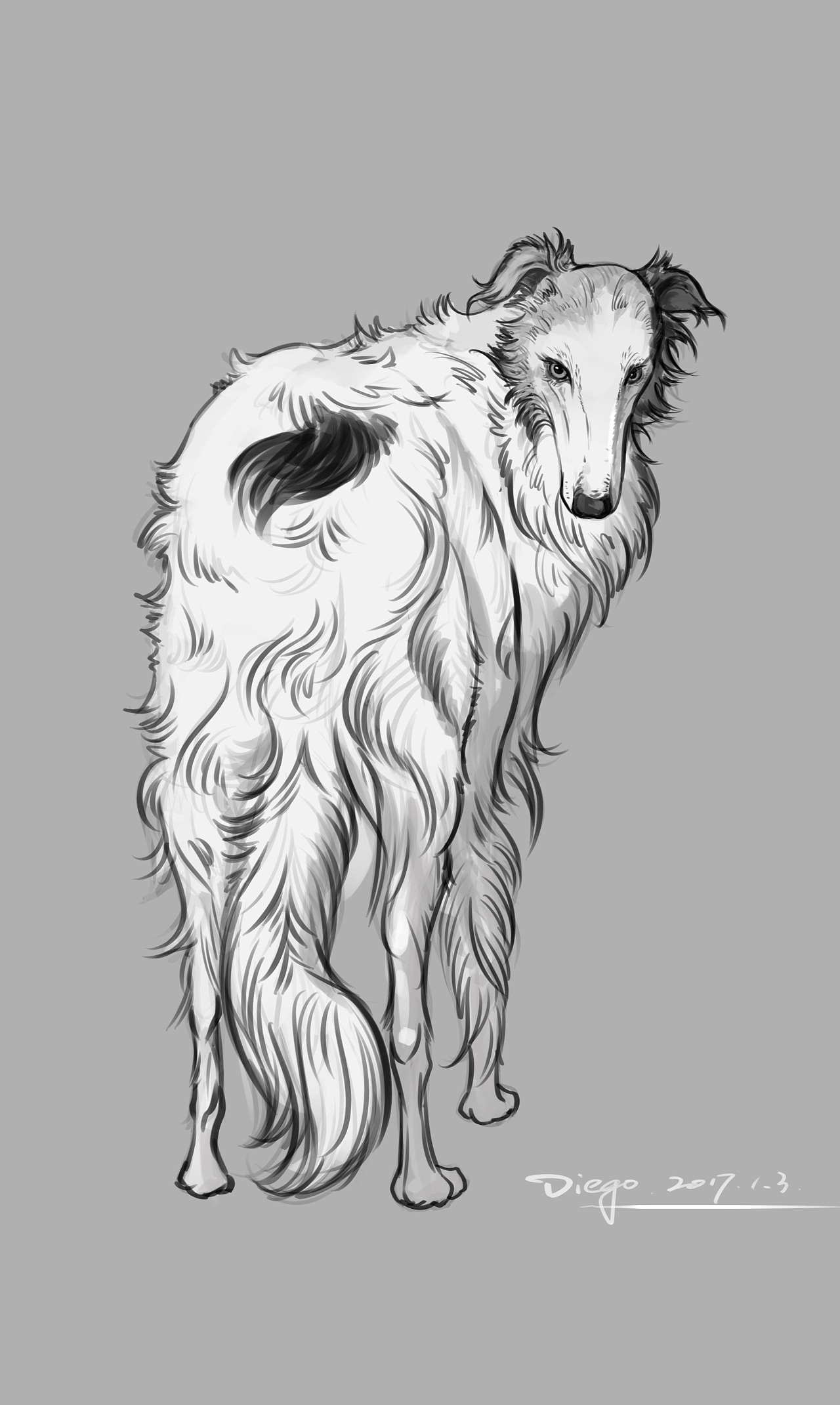 苏俄猎狼犬速写|插画|插画习作|DiegoTan - 原创作品 - 站酷 (ZCOOL)