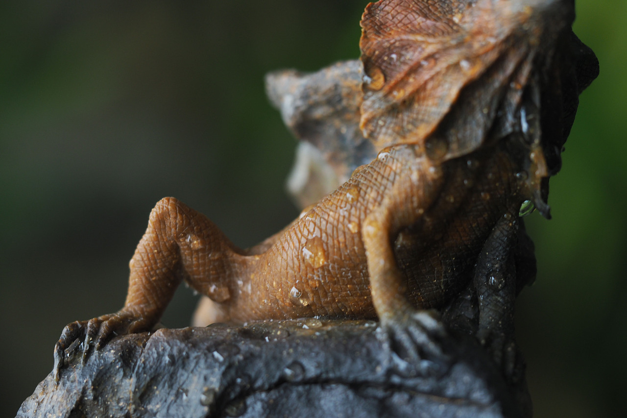 蜥蜴超写实秋坞居作品收藏之作石雕