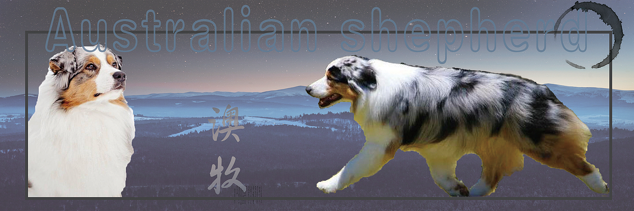 尝试——赛犬展示2