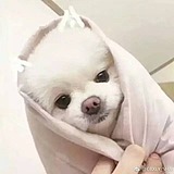 Amy豆包儿的头像