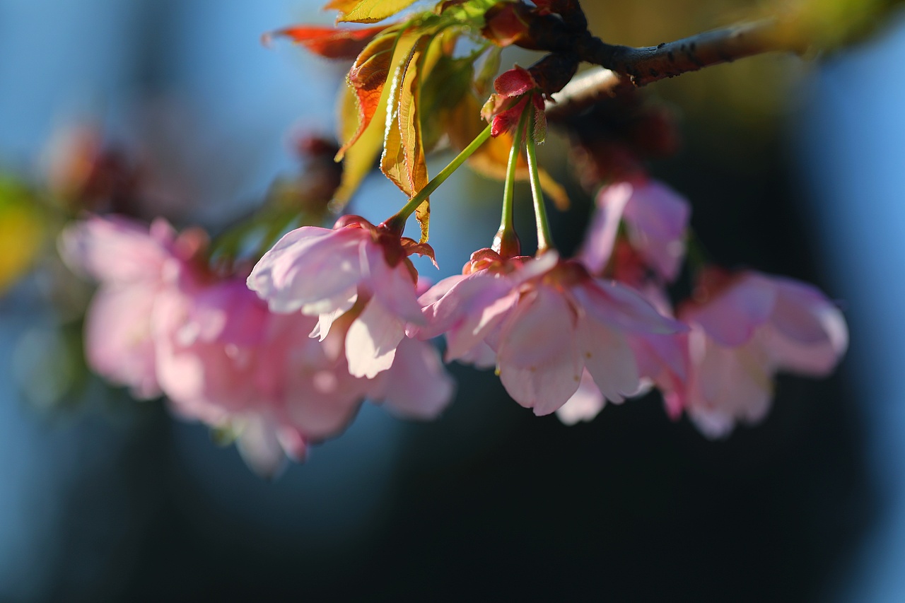 云之南花季（图ZMTA3MjM2Njc2） - 风光摄影 - 站酷设计师源起原创素材 - 站酷ZCOOL