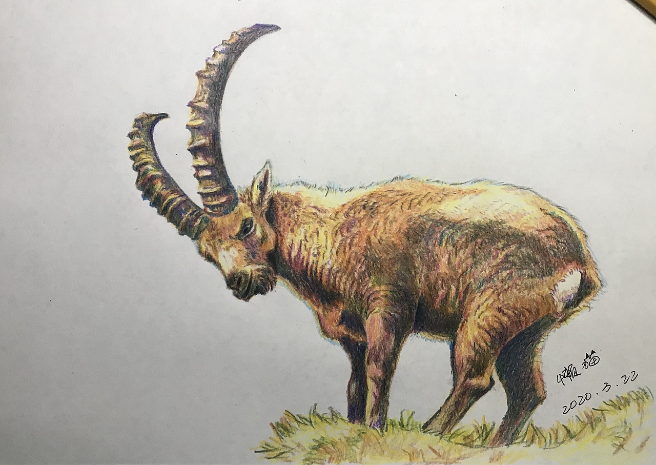 彩铅-山羊