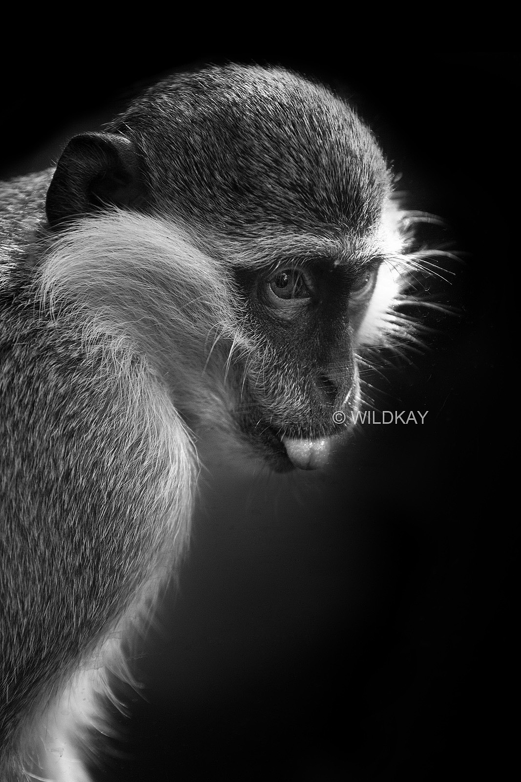 纯影调动物黑白摄影（图ZMjIwOTIzODQ=） - 宠物摄影 - 站酷设计师WildKay原创素材 - 站酷ZCOOL