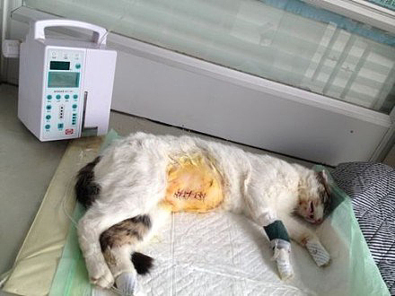 记录下小呆猫的成长~（图ZMTI0ODA2MDQ=） - 宠物摄影 - 站酷设计师诶呀原创素材 - 站酷ZCOOL