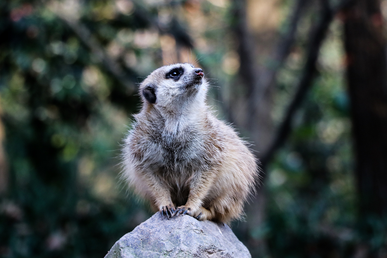 以前在杭州动物园拍摄的